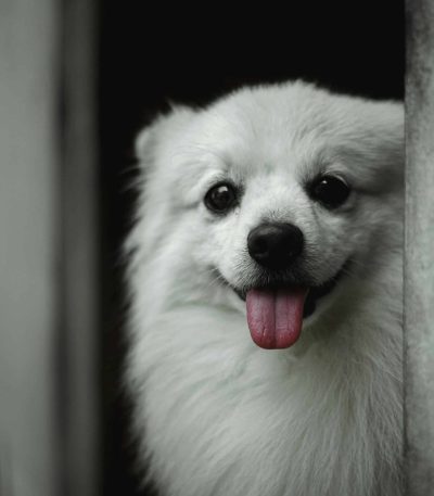 pure white pomeranian puppy tamil nadu with a fluffy snow-white coat and alert expression