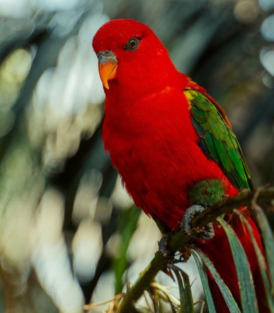 chattering lorikeet tamil nadu