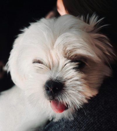 pure white shih tzu puppy tamil nadu with a fluffy snow-white coat and dark expressive eyes
