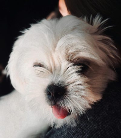 pure white shih tzu puppy tamil nadu with a fluffy snow-white coat and dark expressive eyes