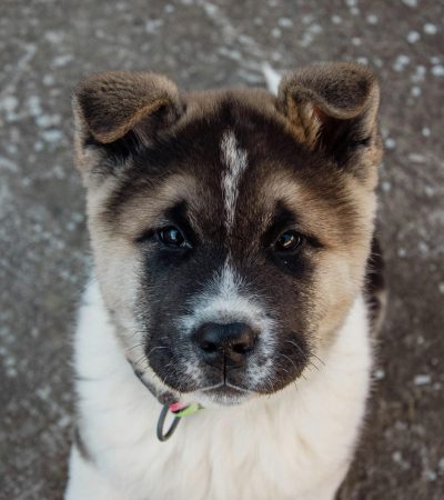 akita puppy tamil nadu
