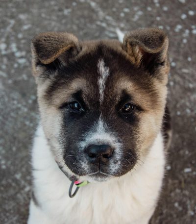 akita puppy tamil nadu