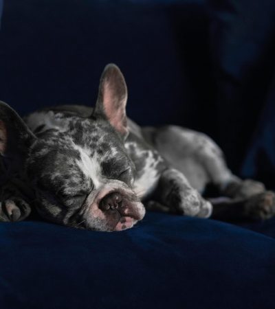 French Bulldog Puppy / Adults | Merle