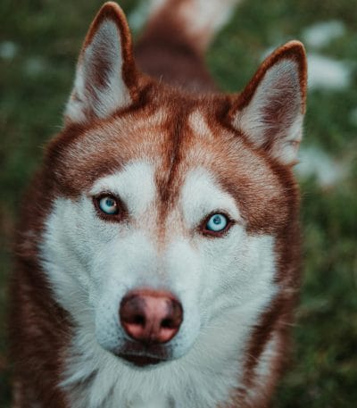 Siberian Husky - Copper & White