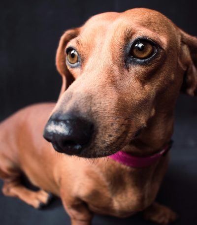 Dachshund - Red Color Puppy/Adult