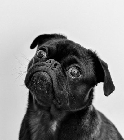 solid black pug puppy tamil nadu with a shiny coat, deep wrinkles, and expressive dark eyes