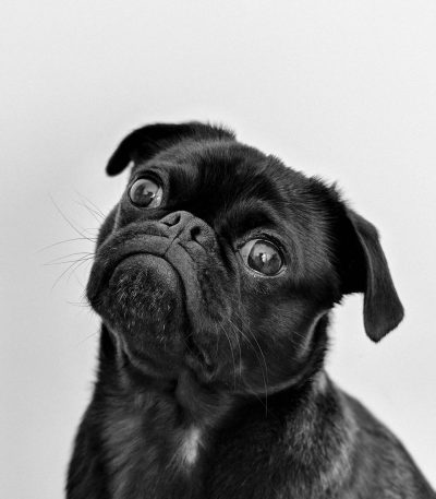solid black pug puppy tamil nadu with a shiny coat, deep wrinkles, and expressive dark eyes