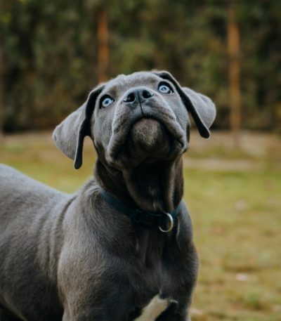 cane corso puppy tamil nadu
