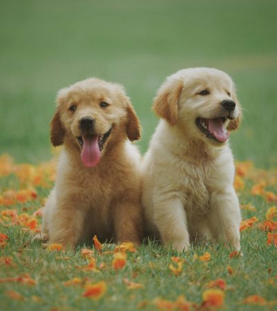 Golden Retriever Puppy /Adults | Golden Color