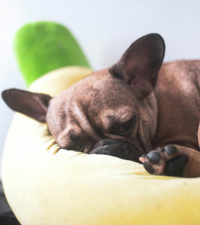 brindle french bulldog Tamil Nadu puppy with a dark tiger-stripe coat at Pets Online