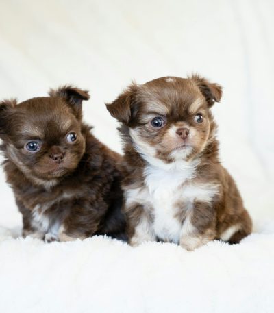 Chihuahua Puppy - Adults