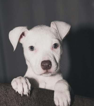 dogo argentino puppy tamil nadu