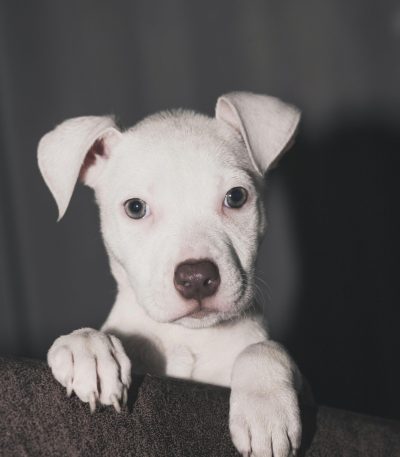 dogo argentino puppy tamil nadu