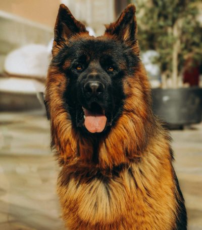 German Shepherd Puppy / Adult - Red and Black