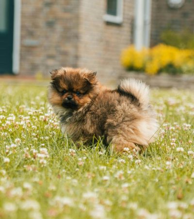 culture pom tamil nadu
