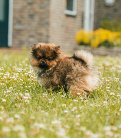 culture pom tamil nadu