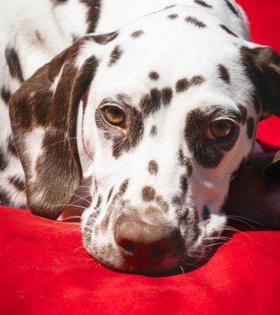 liver dalmatian puppy tamil nadu
