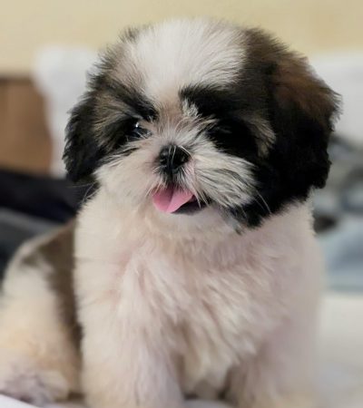 tri color shih tzu tamil nadu puppy with a mix of black, gold, and white fur
