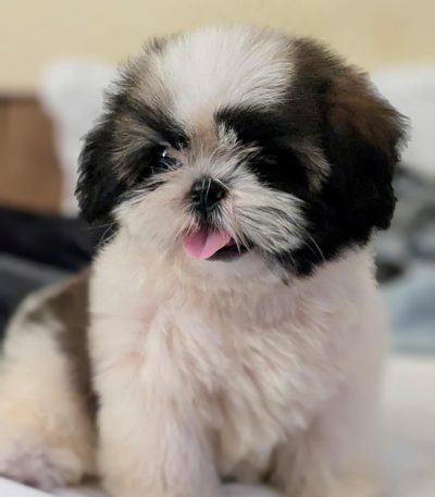 tri color shih tzu tamil nadu puppy with a mix of black, gold, and white fur
