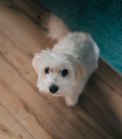 pure white maltese puppy tamil nadu with a silky floor-length coat and dark button eyes