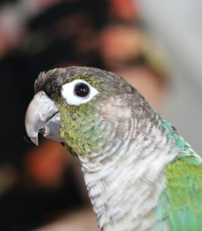 pineapple conure tamil nadu