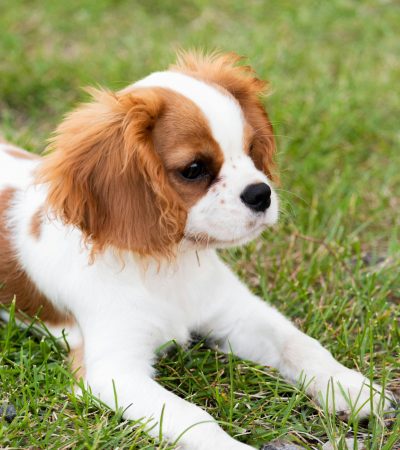 Cavalier King Charles Spaniel Puppy