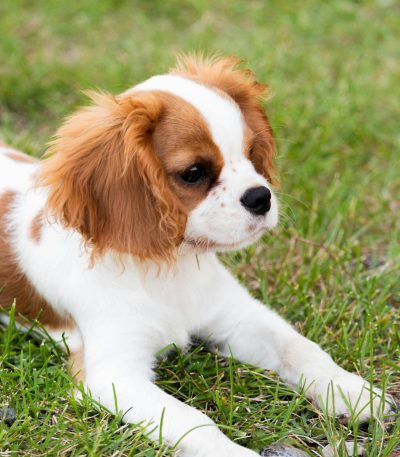 Cavalier King Charles Spaniel Puppy