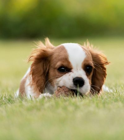 cavalier king charles spaniel puppy tamil nadu