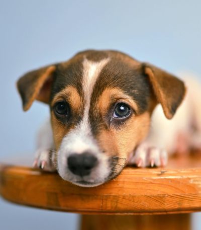 Jack Russell Terrier Puppy / Adults | Black & Brown