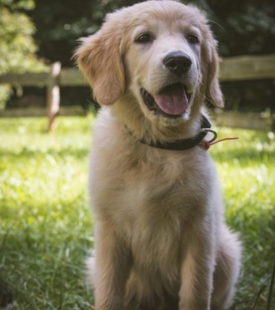 golden retriever puppy tamil nadu with a thick golden double coat and broad heavy bone structure