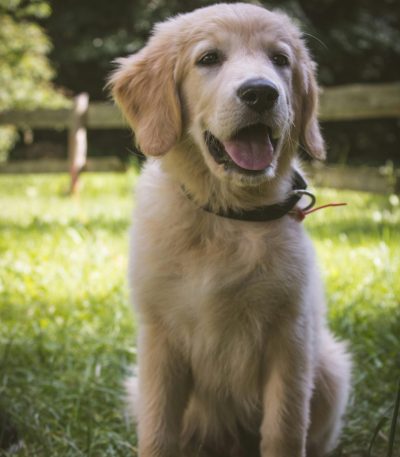 golden retriever puppy tamil nadu with a thick golden double coat and broad heavy bone structure
