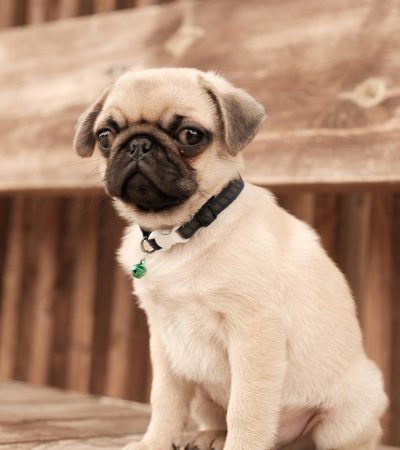 fawn pug puppy tamil nadu with a black mask, deep wrinkles, and curled tail