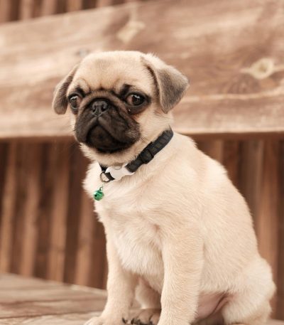 fawn pug puppy tamil nadu with a black mask, deep wrinkles, and curled tail