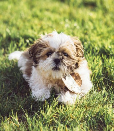 gold and white shih tzu tamil nadu puppy with a thick flowing coat and friendly expression