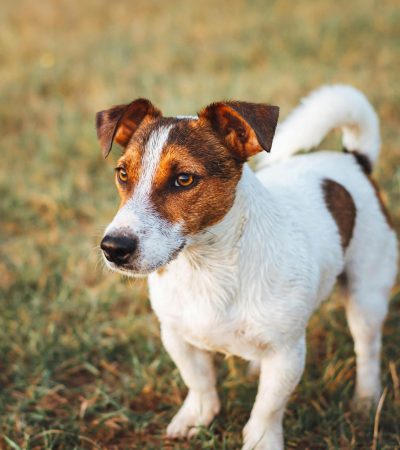 jack russell terrier puppy tamil nadu