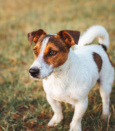 jack russell terrier puppy tamil nadu