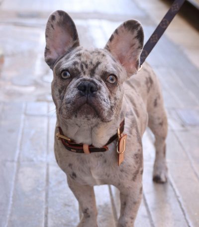 merle french bulldog tamil nadu puppy with unique blue or grey spotted coat and bat ears