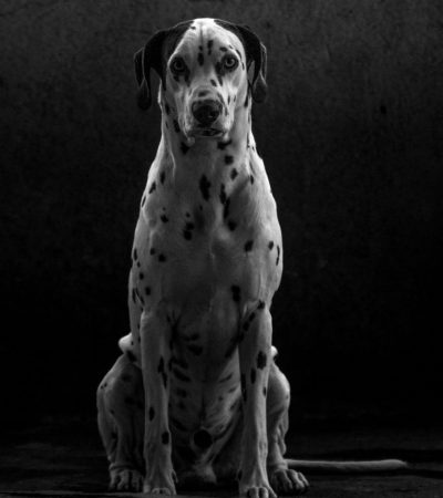 black and white great dane tamil nadu puppy with a white blanket pattern on a black coat