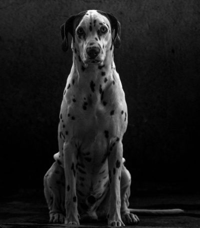 black and white great dane tamil nadu puppy with a white blanket pattern on a black coat