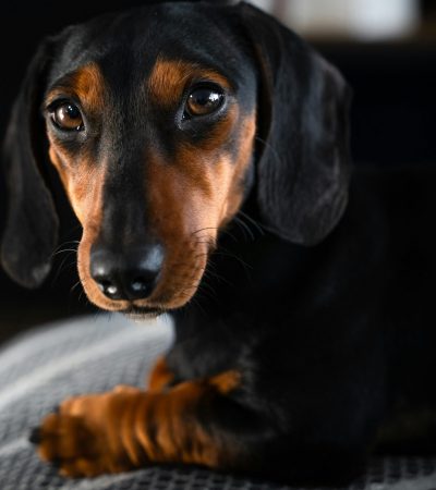 black and tan dachshund tamil nadu