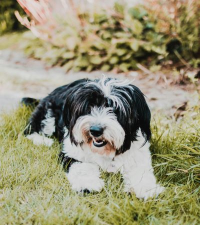 black and white shih tzu tamil nadu puppy with a thick tuxedo coat and friendly expression