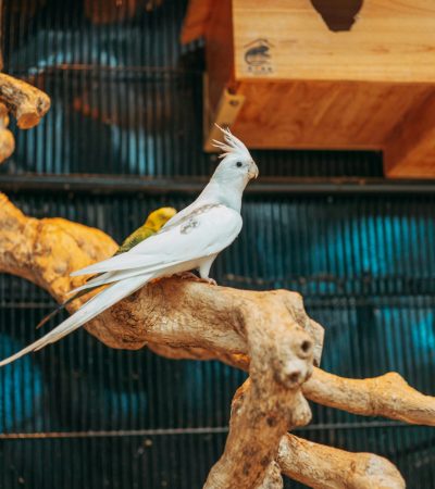 albino cockatiel tamil nadu