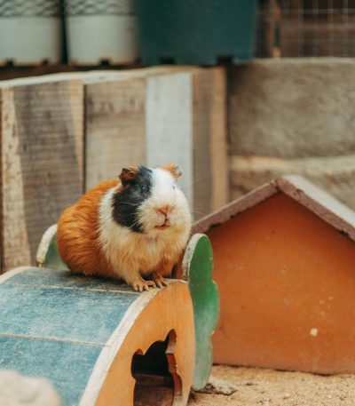 guinea pig pairs tamil nadu featuring two healthy socialized guinea pigs in a clean habitat