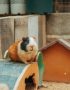 guinea pig pairs tamil nadu featuring two healthy socialized guinea pigs in a clean habitat