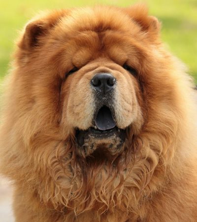red chow chow tamil nadu