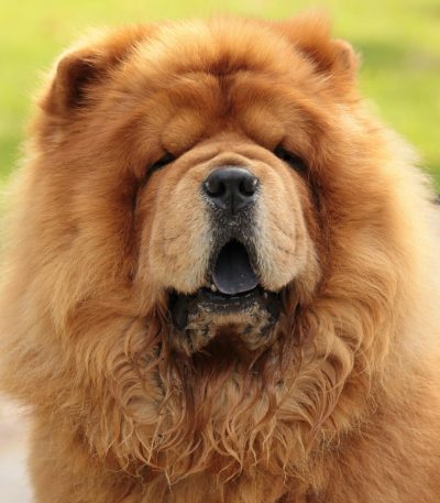 red chow chow tamil nadu