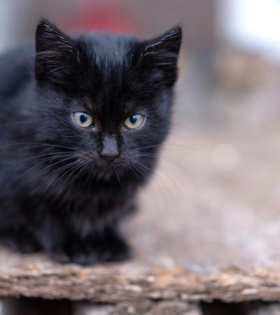 Bombay Cat Kitten/Adult