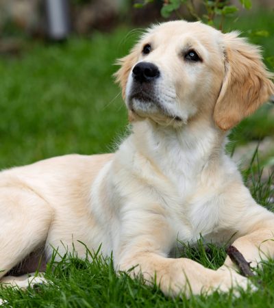 Golden Retriever Puppy /Adult | Cream Color