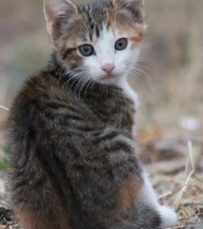 exotic shorthair cat tamil nadu