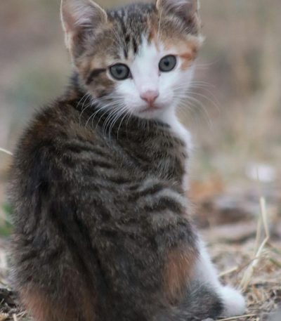 exotic shorthair cat tamil nadu